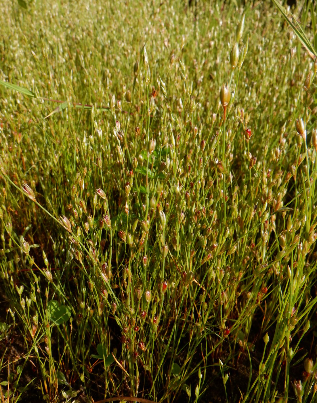 Image of Juncus bufonius specimen.