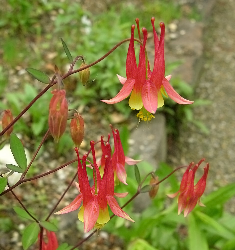 Image of Aquilegia canadensis specimen.