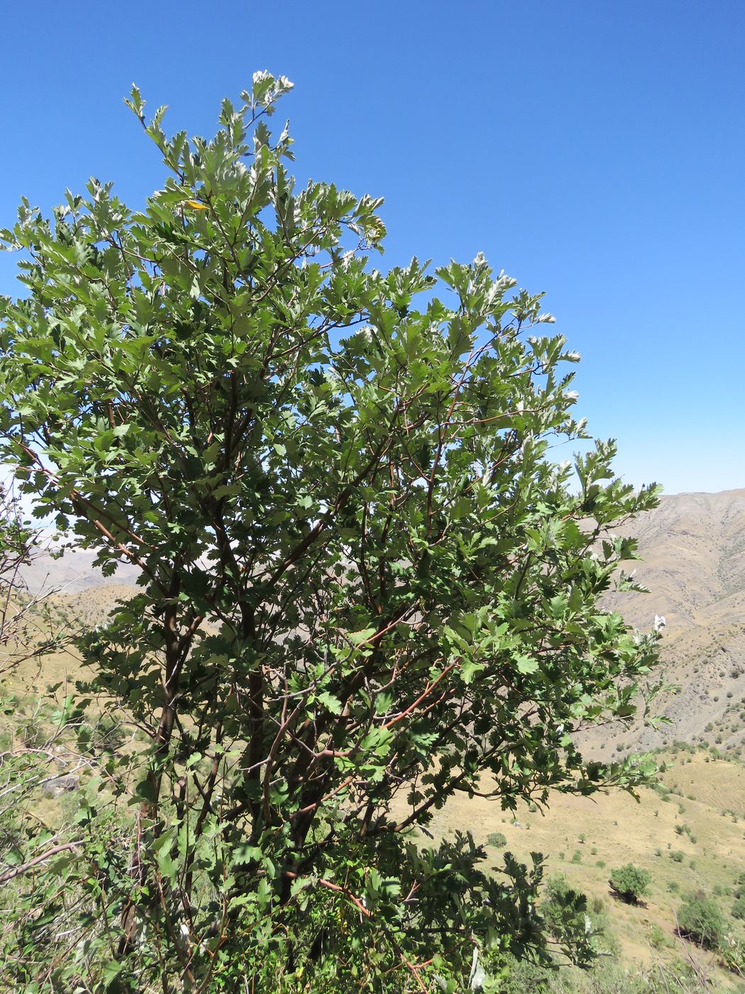 Image of Sorbus persica specimen.