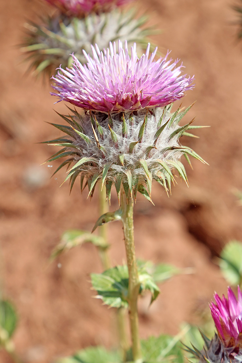 Image of Cousinia rotundifolia specimen.