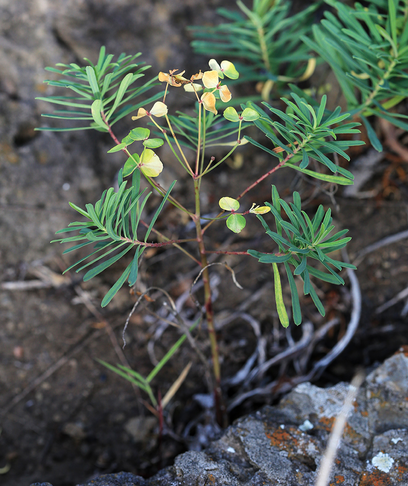 Изображение особи Euphorbia leoncroizatii.