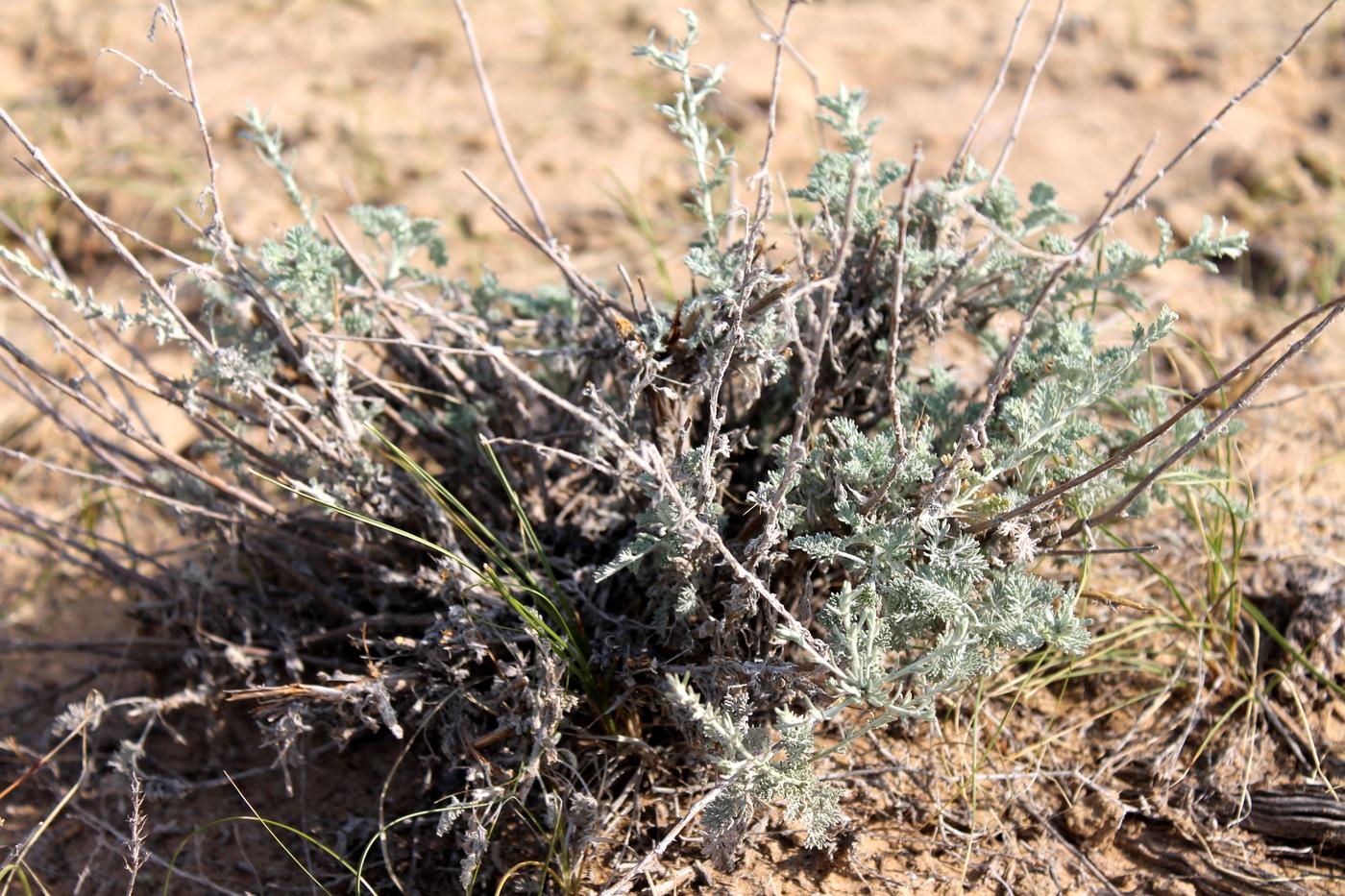 Image of Artemisia terrae-albae specimen.