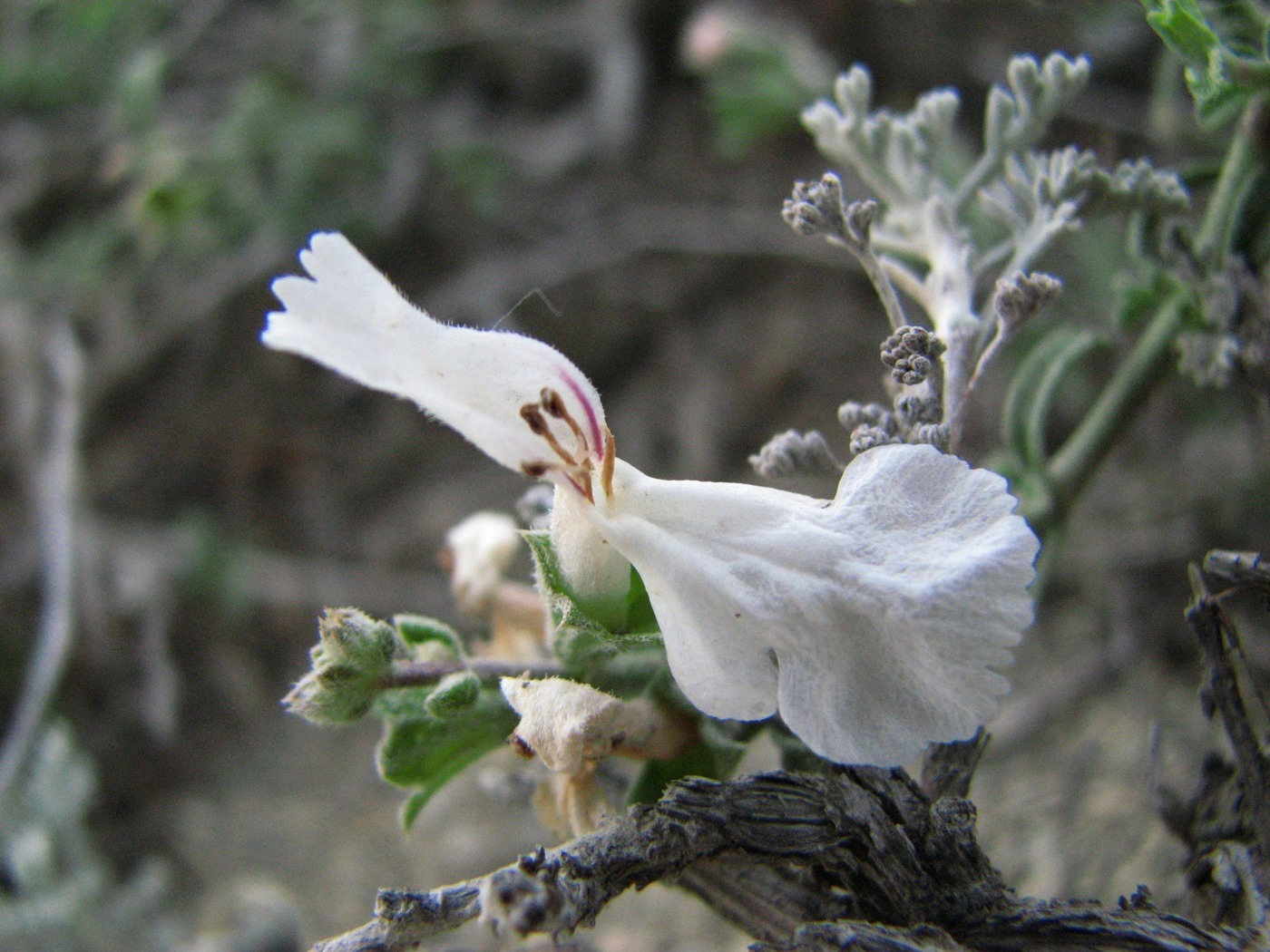 Image of Stachys fruticulosa specimen.