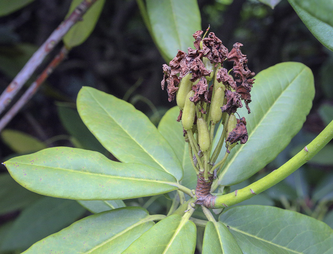 Image of Rhododendron maximum specimen.