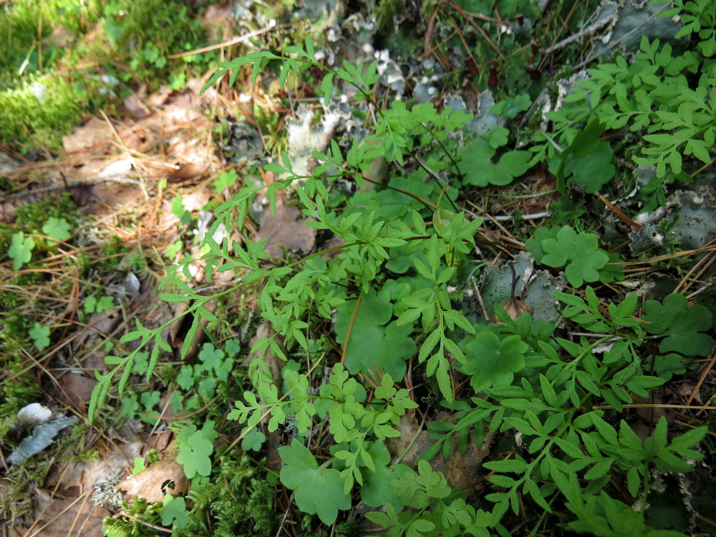 Изображение особи Cryptogramma stelleri.