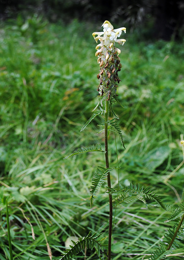 Изображение особи Pedicularis compacta.