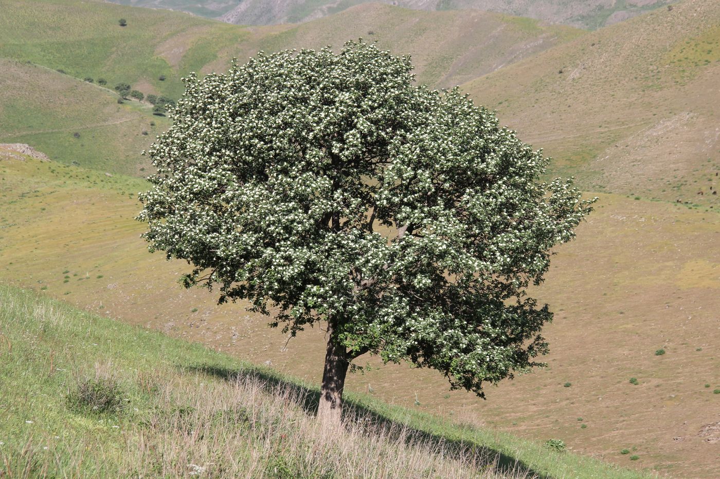 Изображение особи Crataegus pontica.