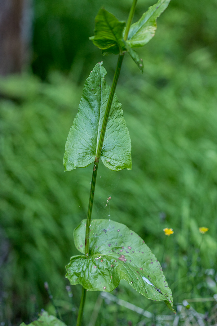 Изображение особи род Rumex.