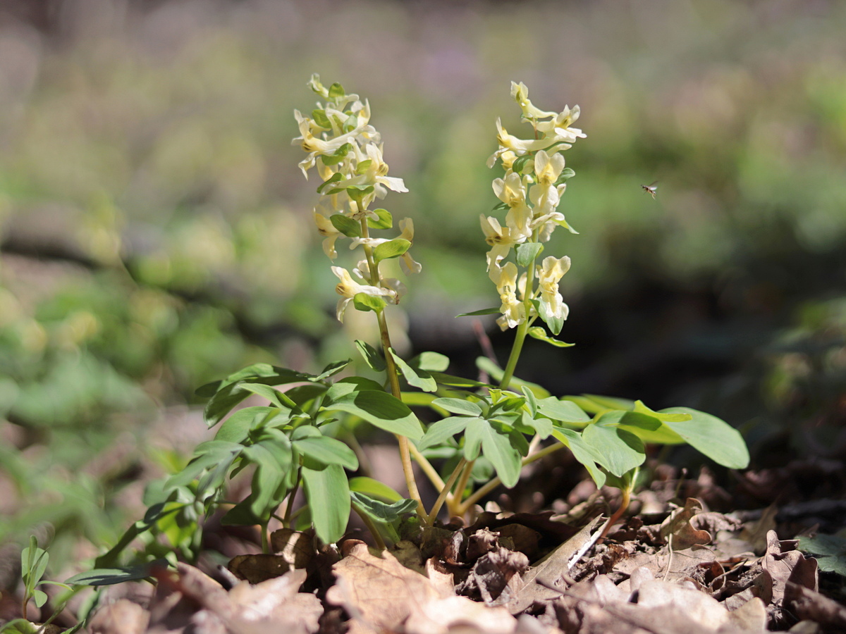 Image of Corydalis marschalliana specimen.