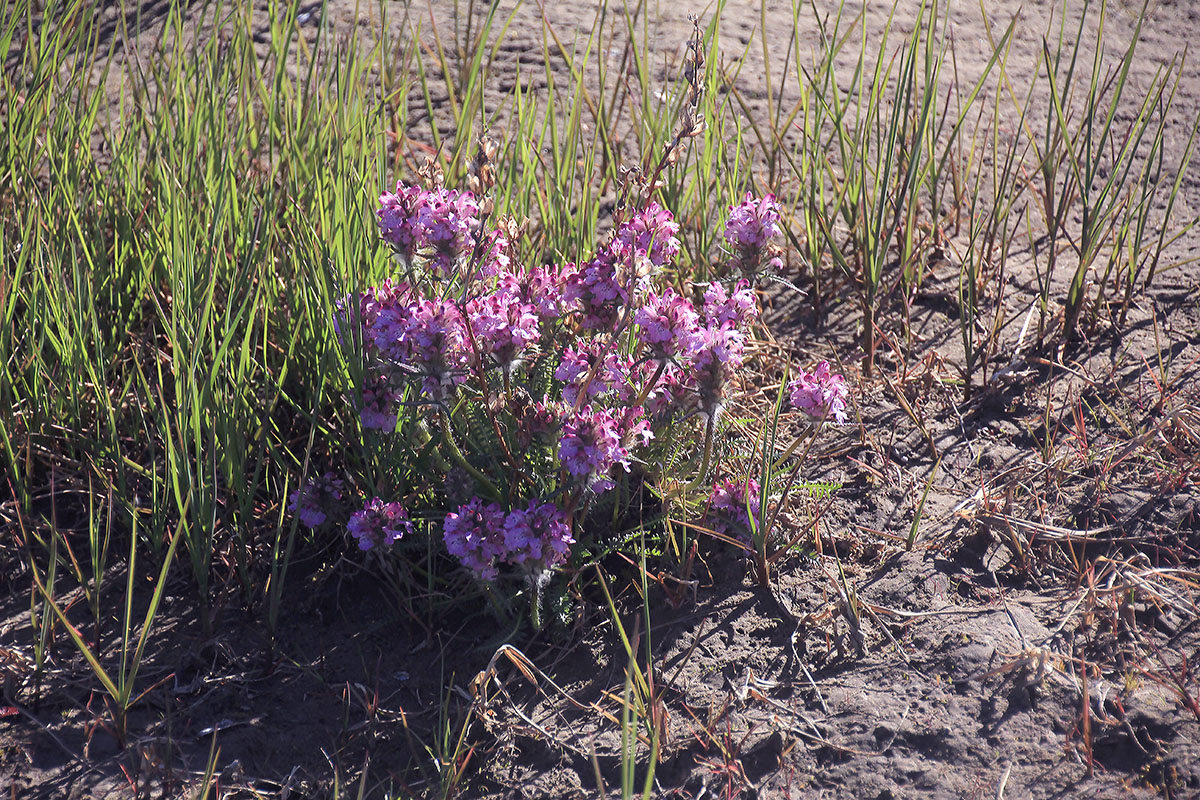 Image of genus Pedicularis specimen.