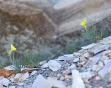 Linaria markotchensis. Цветущие растения. Краснодарский край, м/о город-курорт Геленджик, окр. с. Кабардинка, каменистая осыпь. 10 июля 2021 г.