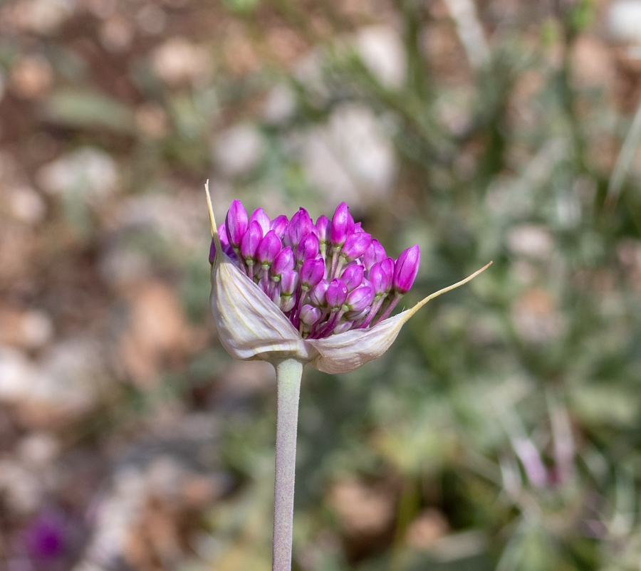 Изображение особи Allium carmeli.