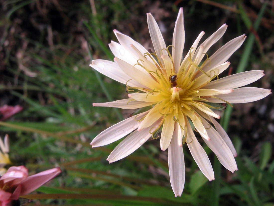 Image of Taraxacum pseudoroseum specimen.