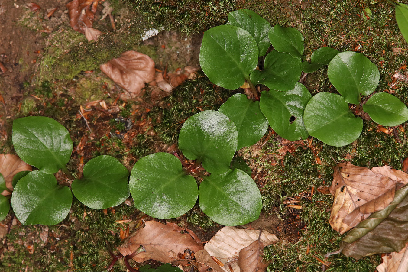 Image of Pyrola rotundifolia specimen.