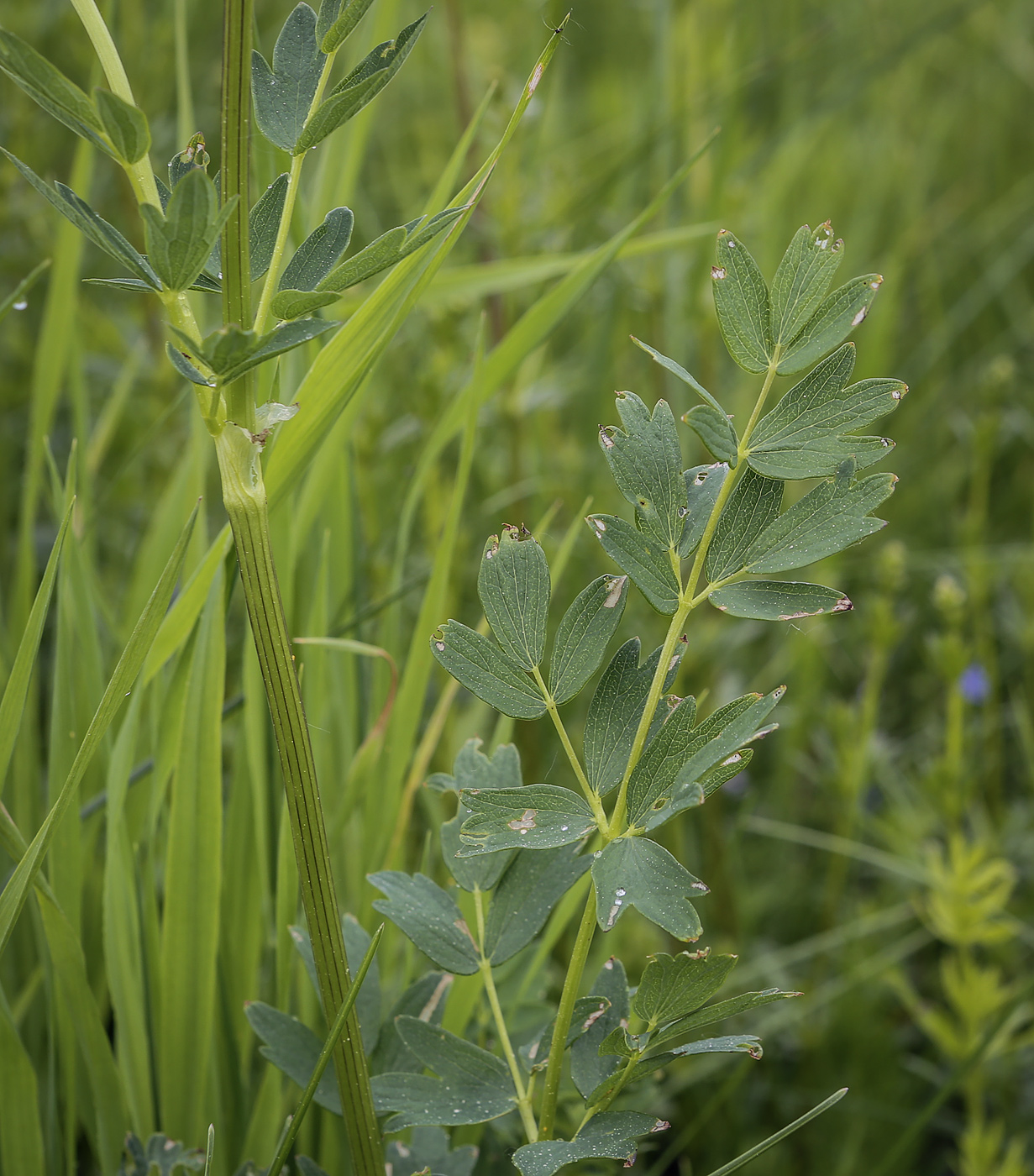 Image of Thalictrum flavum specimen.