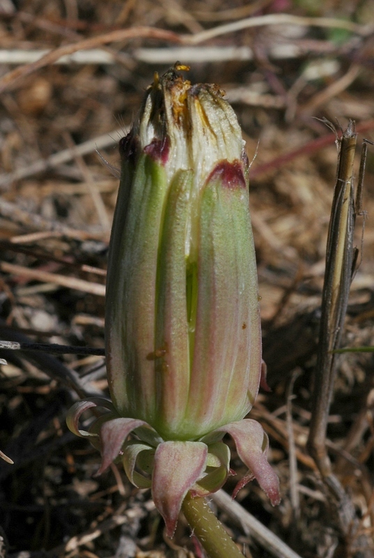 Image of Taraxacum longipyramidatum specimen.