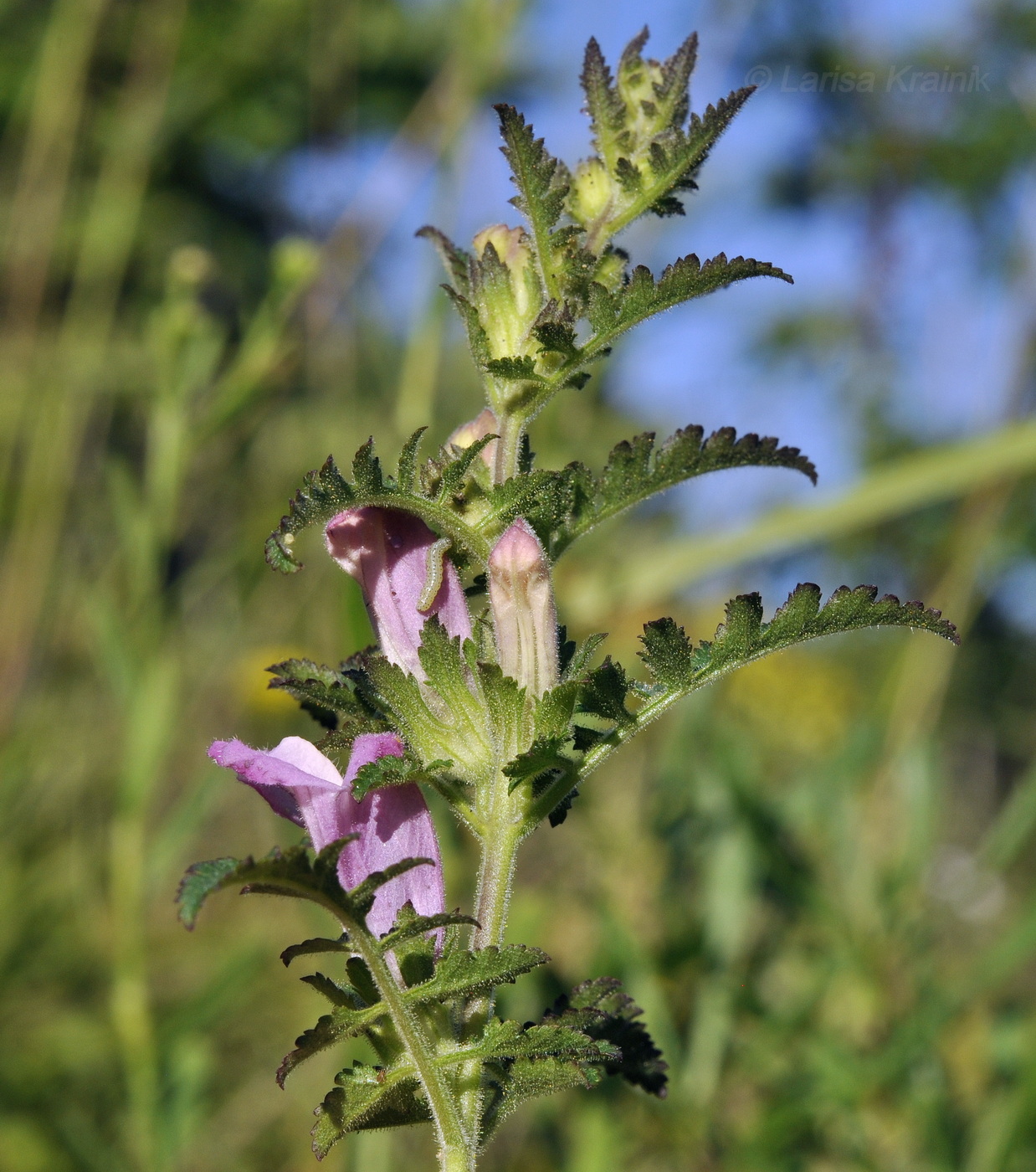 Image of Phtheirospermum chinense specimen.