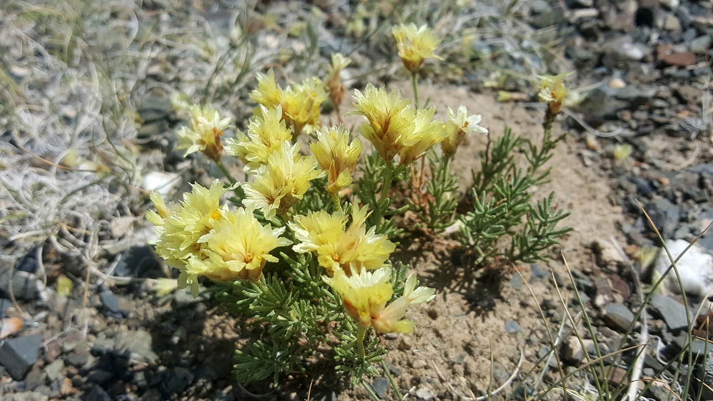 Image of Limonium chrysocomum ssp. semenovii specimen.