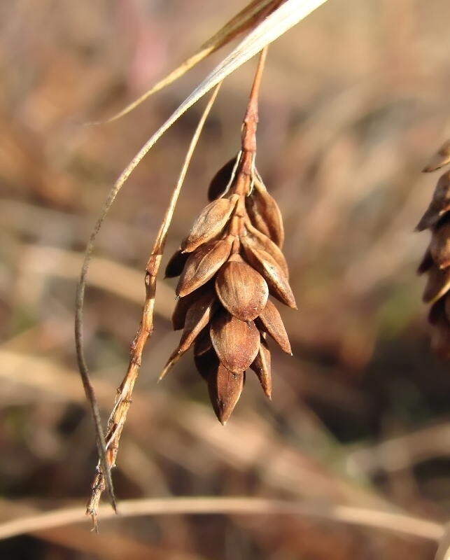 Изображение особи Carex paupercula.