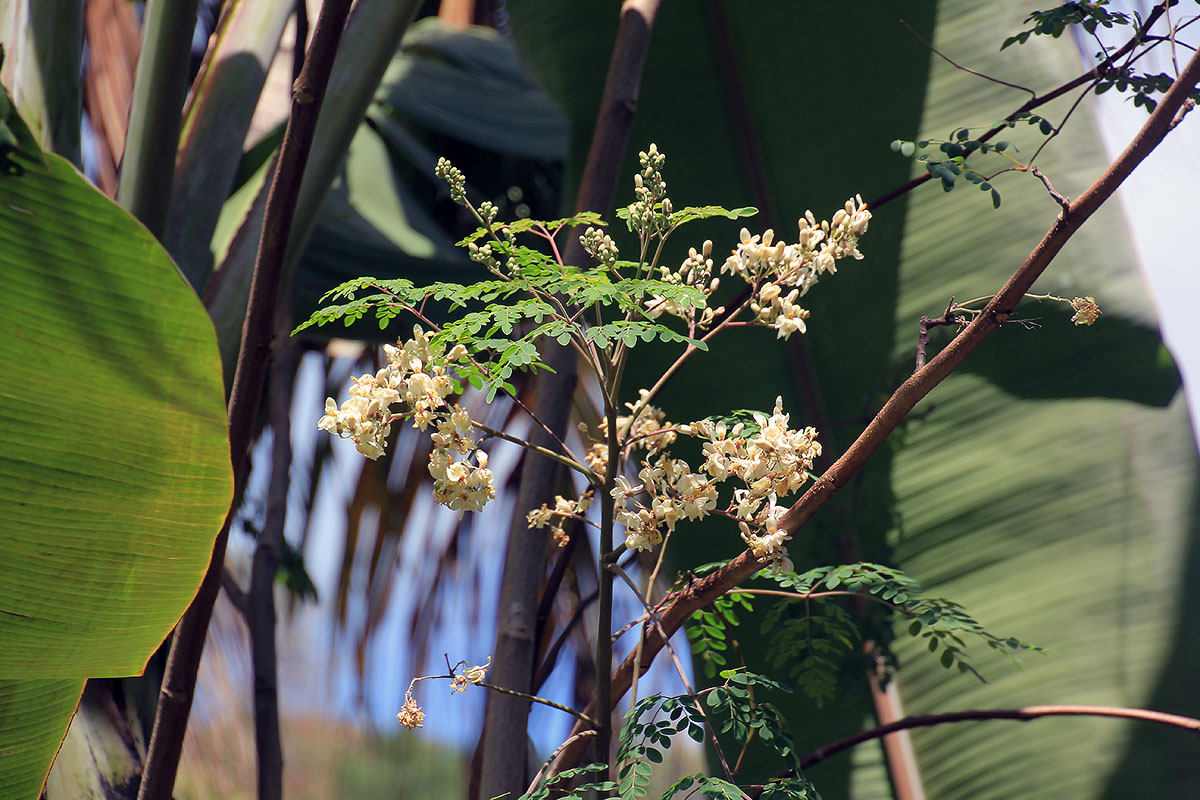 Image of Moringa oleifera specimen.