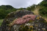 Sedum hispanicum