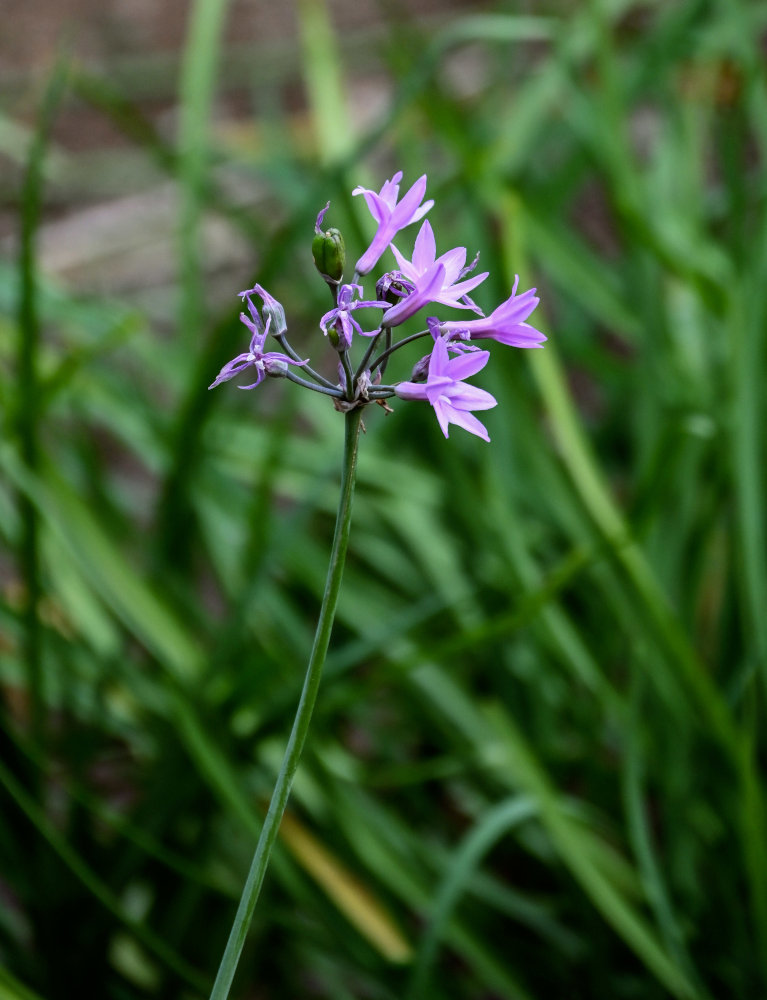 Изображение особи Tulbaghia violacea.