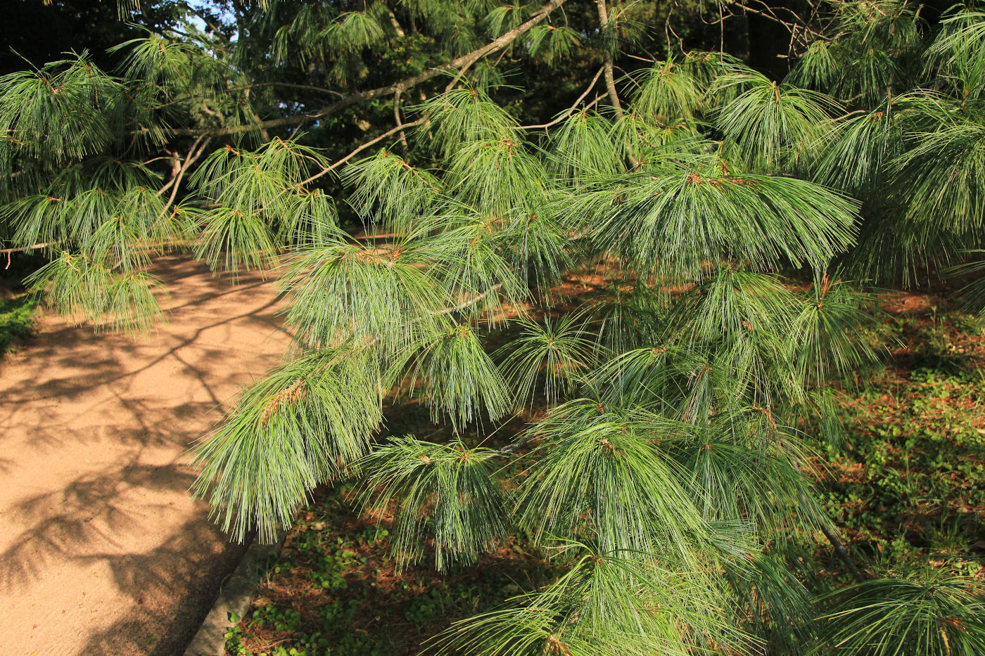 Изображение особи Pinus wallichiana.