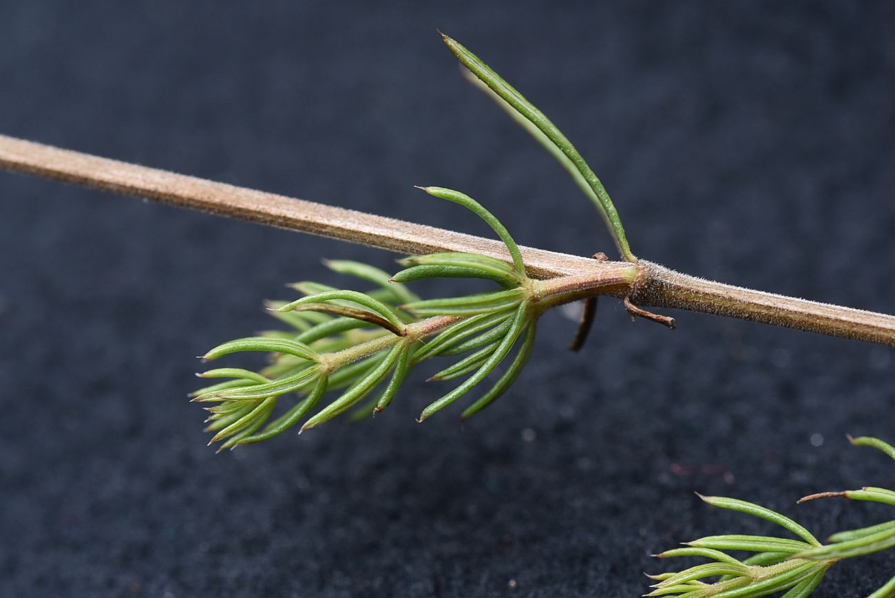 Image of Galium verum specimen.