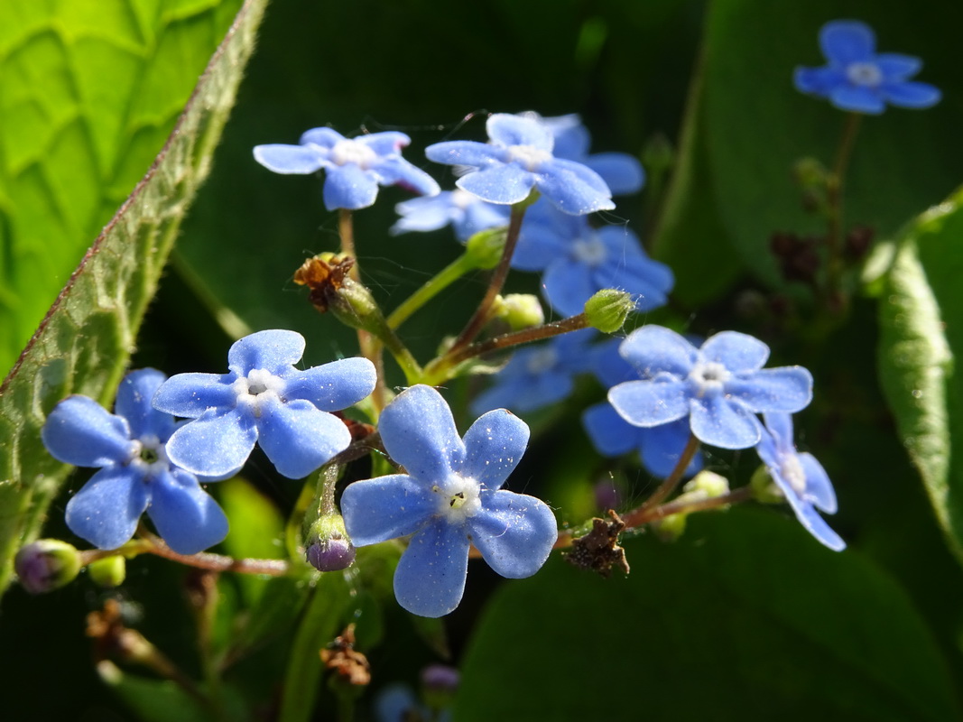 Image of Brunnera macrophylla specimen.