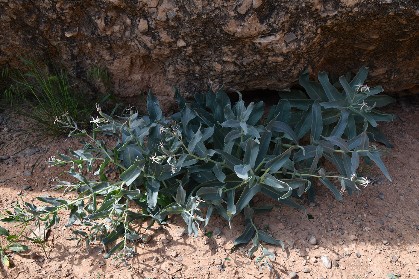 Image of Caccinia macranthera specimen.