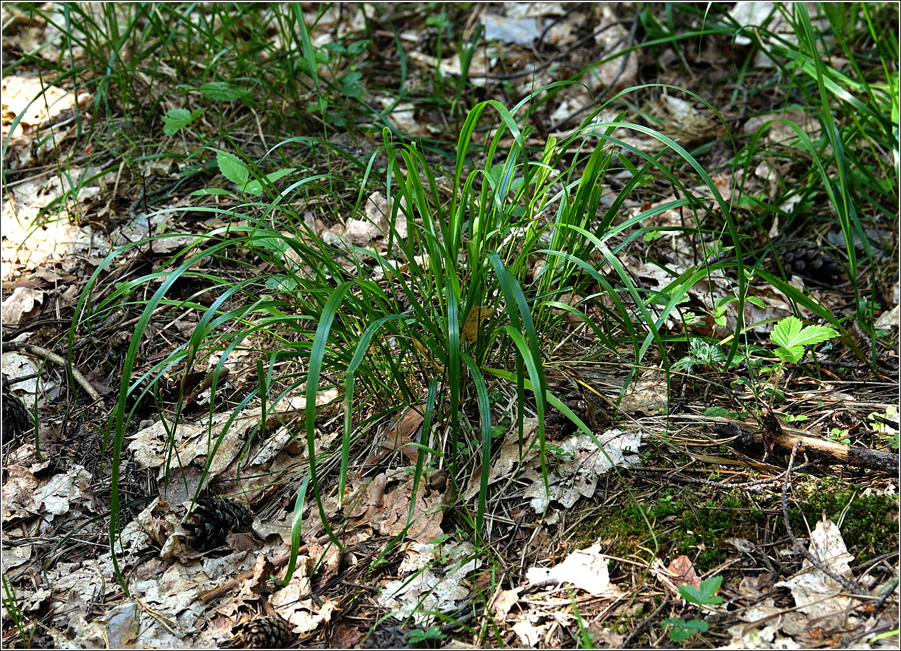 Изображение особи Festuca gigantea.