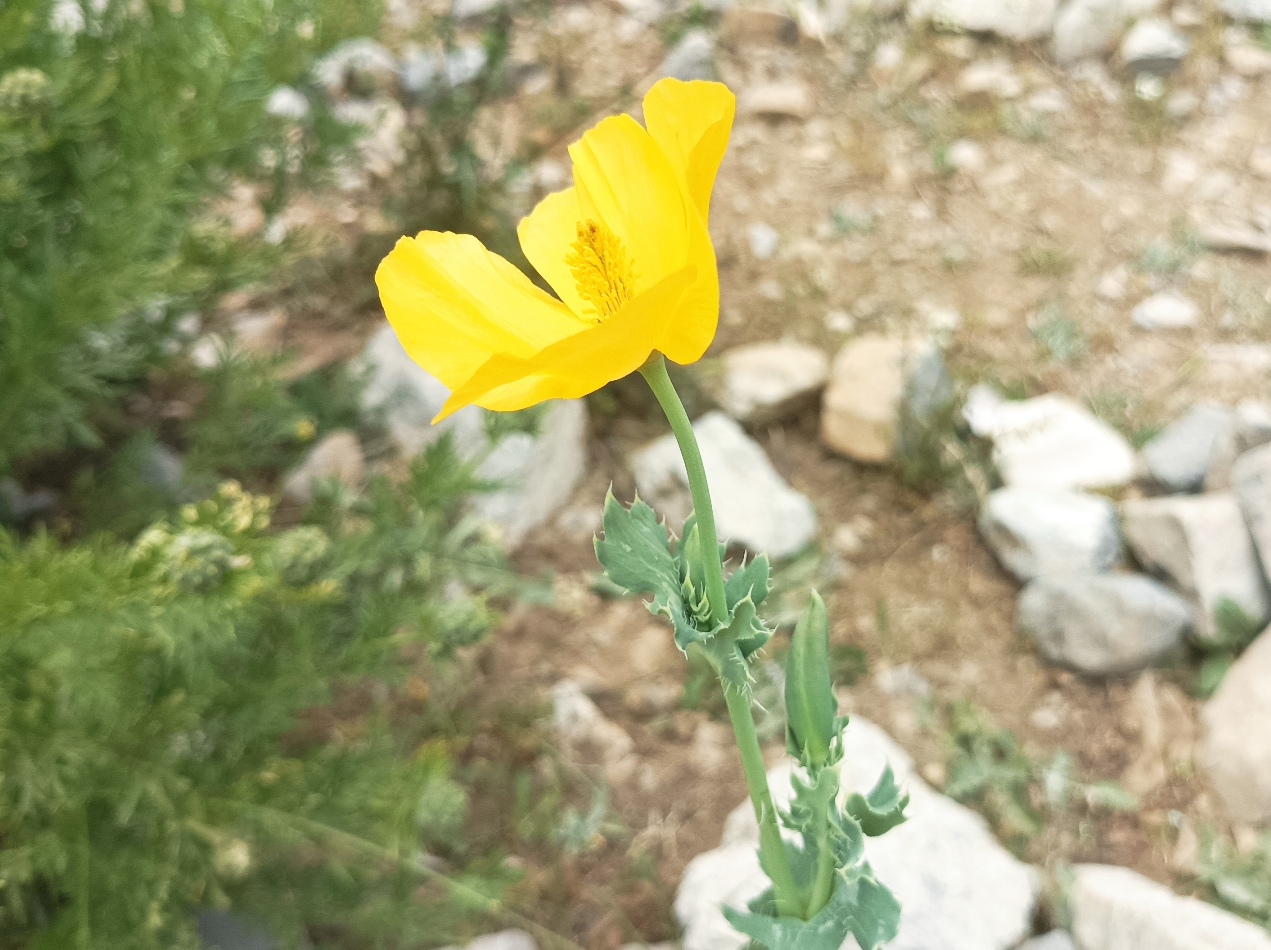 Image of Glaucium fimbrilligerum specimen.