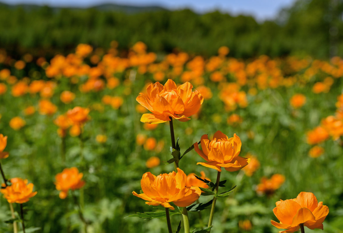 Изображение особи Trollius asiaticus.