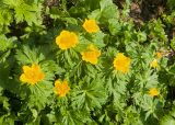 Trollius ranunculinus