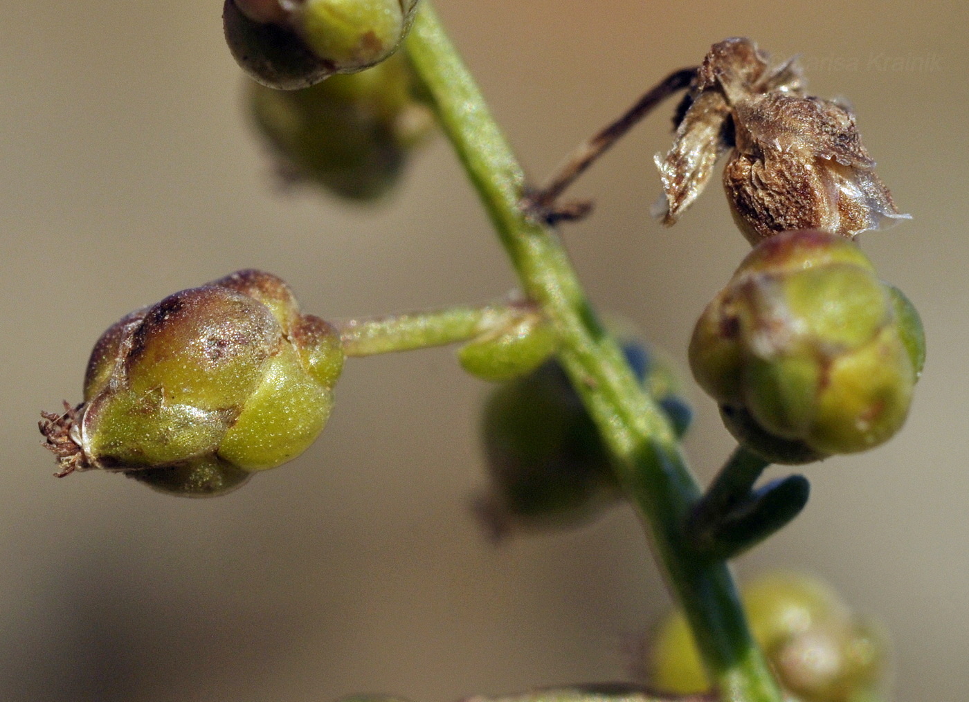 Изображение особи Artemisia littoricola.