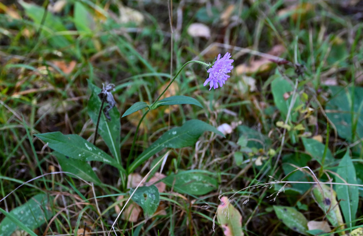 Image of Knautia arvensis specimen.