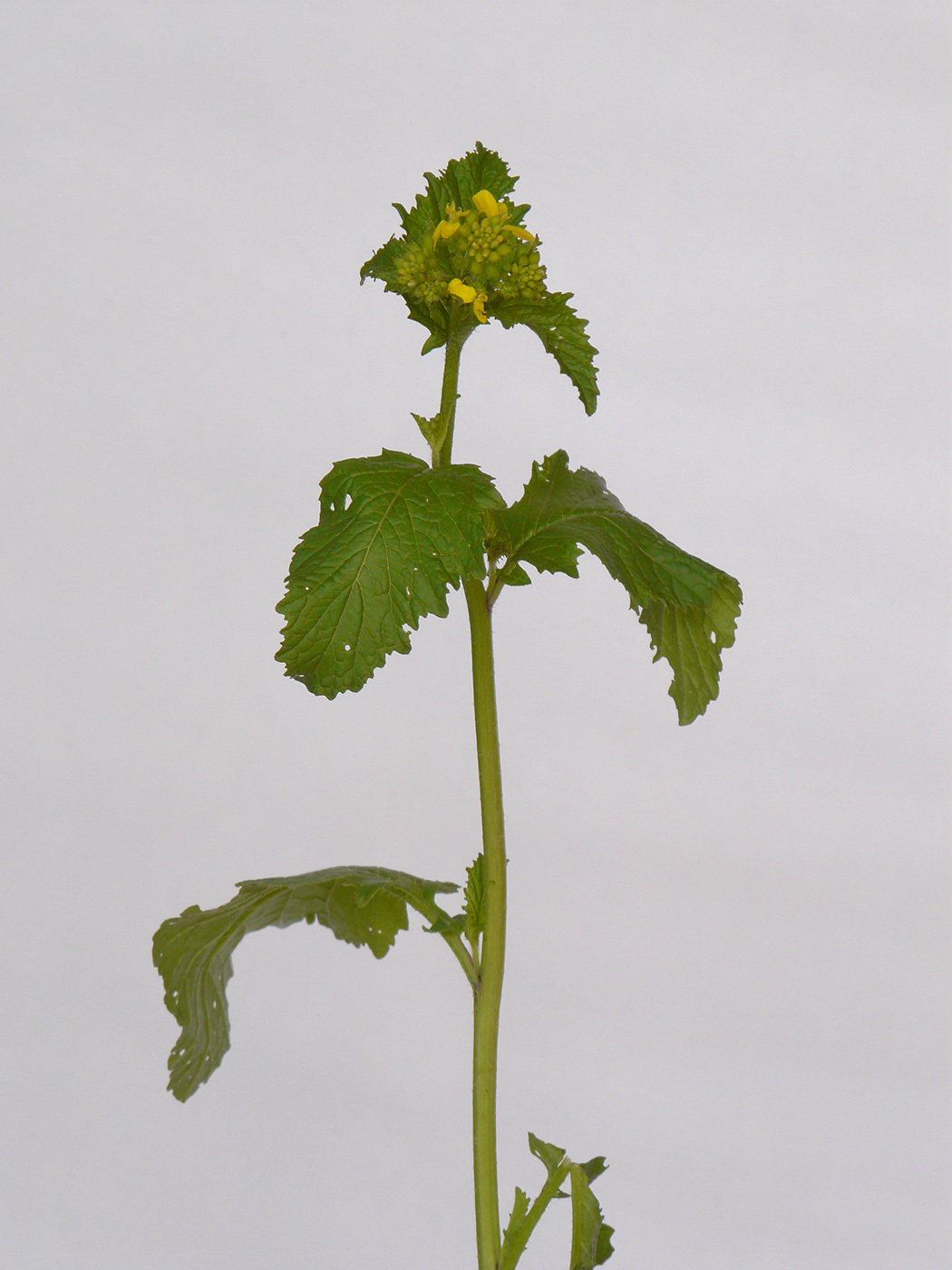 Изображение особи семейство Brassicaceae.