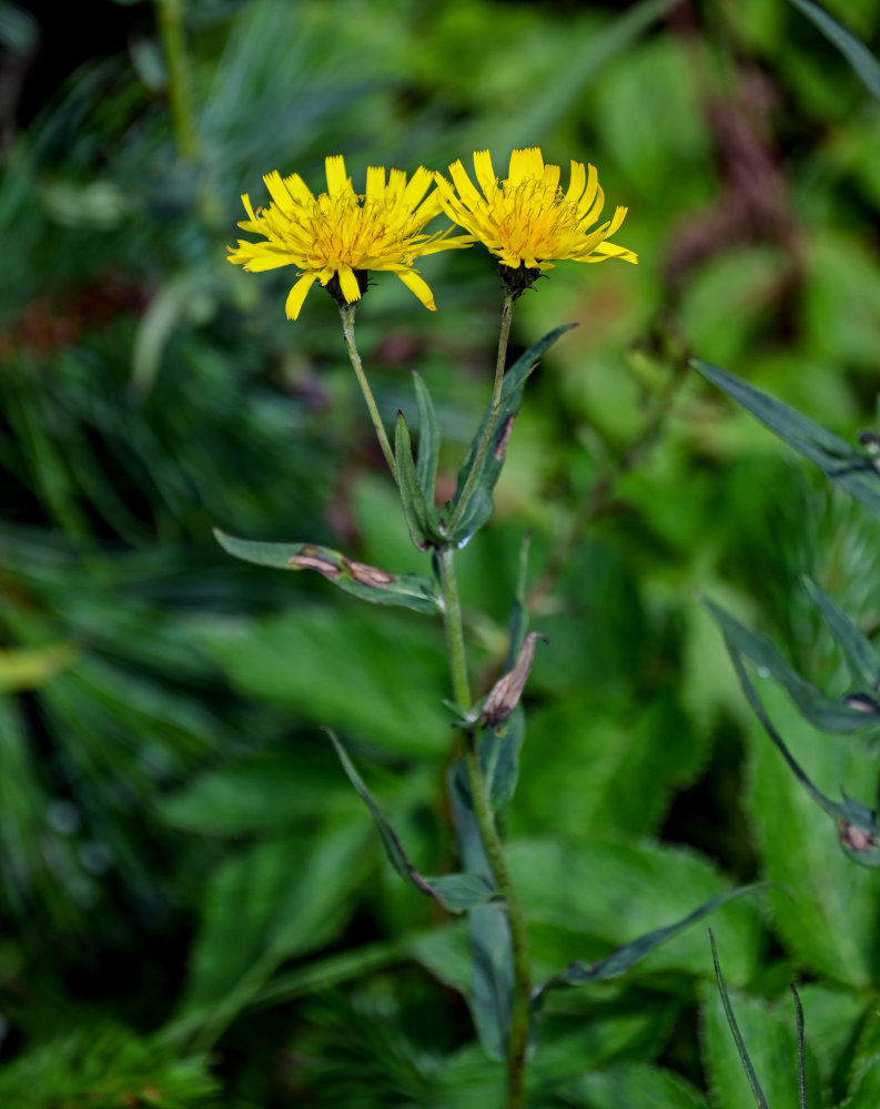 Image of Hieracium umbellatum specimen.