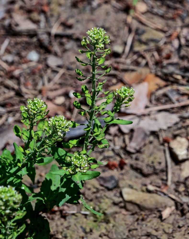 Image of Thlaspi arvense specimen.