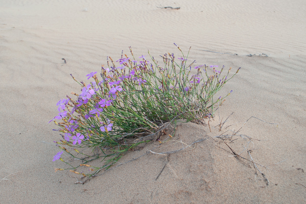 Image of Dianthus versicolor specimen.