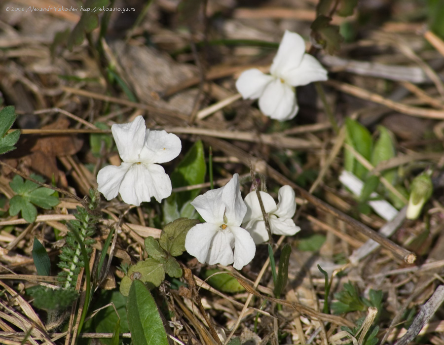 Image of Viola hirta specimen.