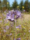 Phacelia tanacetifolia. Верхушка побега с соцветием. Магаданская обл., окр. г. Магадан, мкр-н Автодром, частное подворье. 14.09.2017.