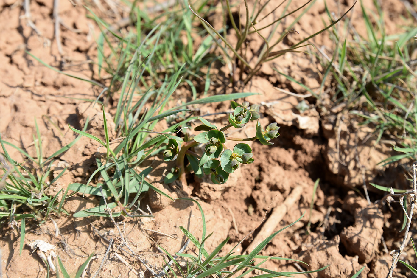 Image of Euphorbia praecox specimen.