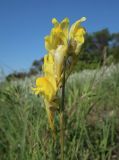 Linaria macroura. Соцветие. Луганская народная республика, г. Луганск, балка Калмыцкий Яр, склон юго-вост. эксп., петрофитная степь. 12.05.2023.