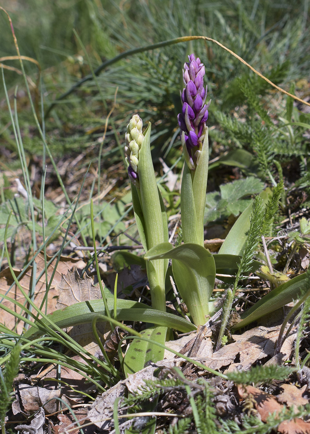 Image of Orchis mascula specimen.