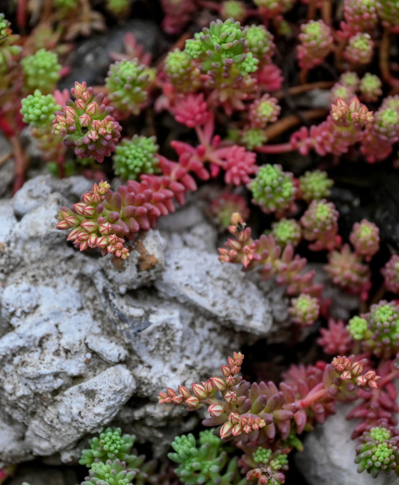 Изображение особи Sedum hispanicum.