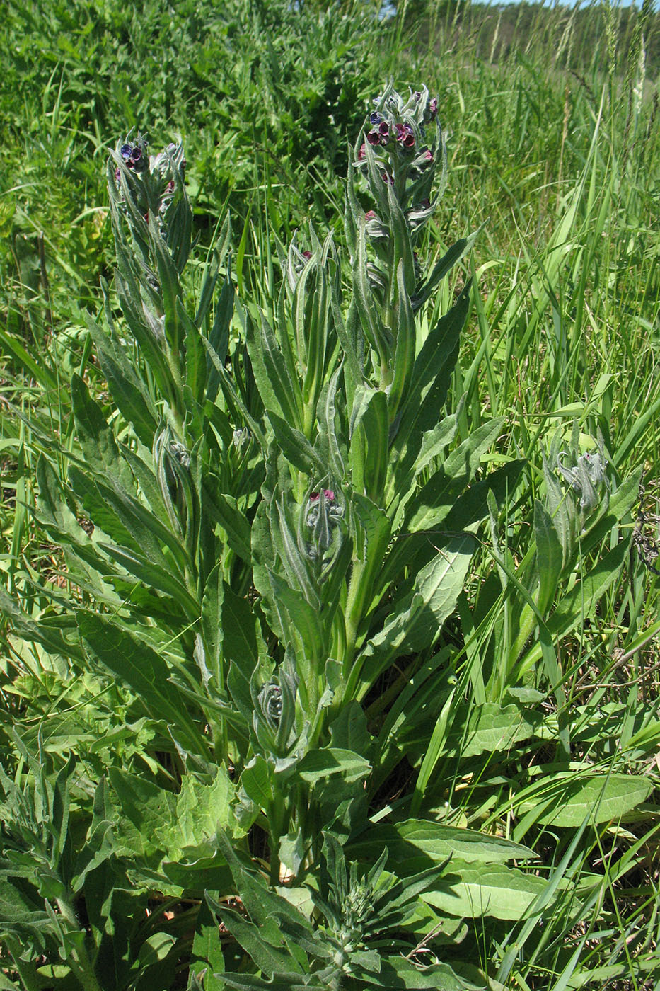 Image of Cynoglossum officinale specimen.