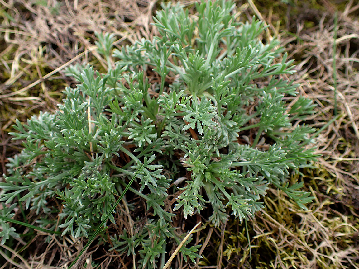 Image of genus Artemisia specimen.