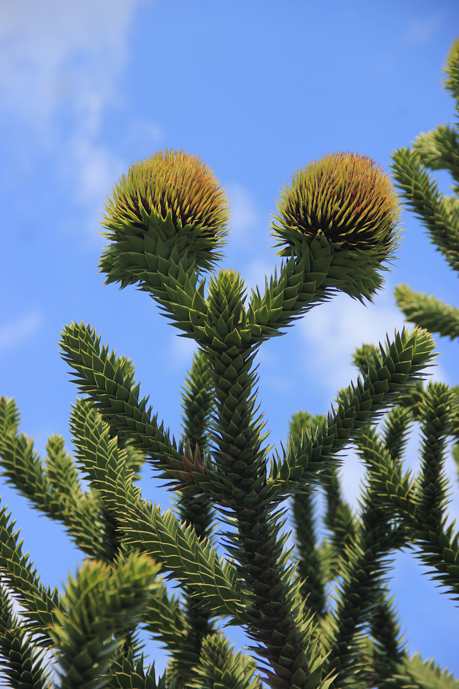 Image of Araucaria araucana specimen.