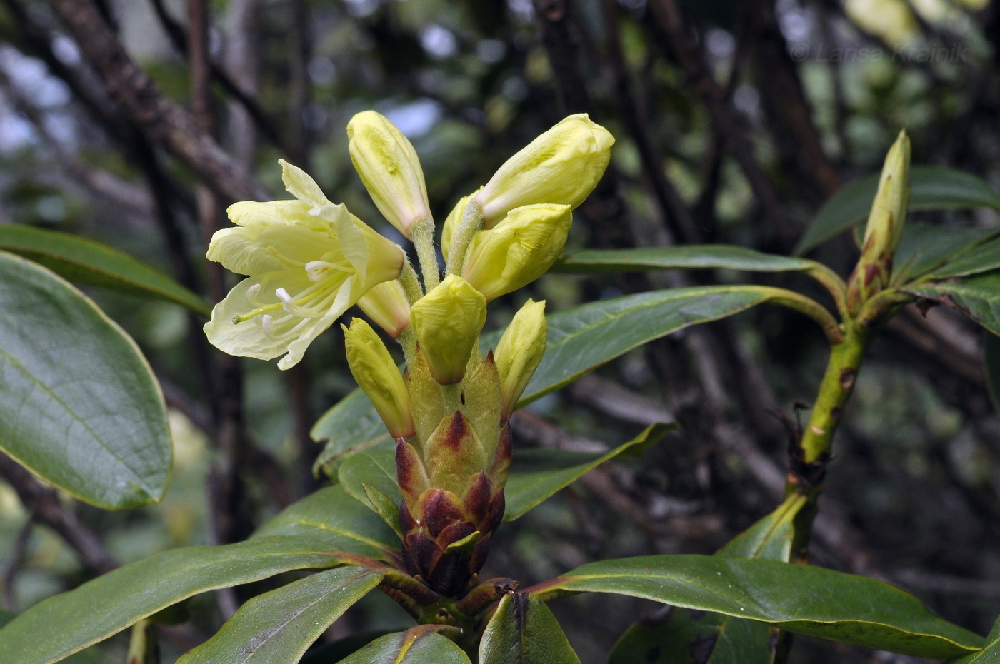 Image of Rhododendron aureum specimen.